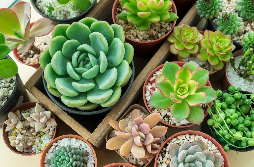 多肉植物有哪些特征?多肉植物的分布和價值介紹