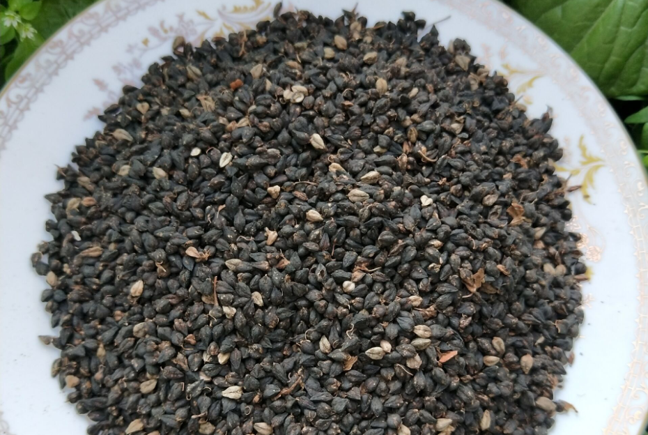 黑苦蕎有什麼營養價值和功效?有哪些食用禁忌?
