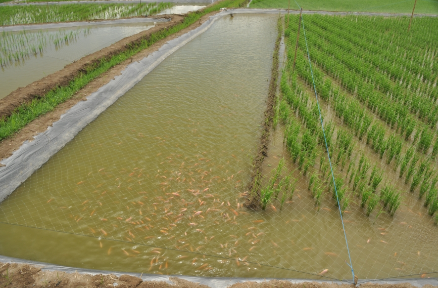 什麼叫稻田養魚?這種方式有什麼優點?