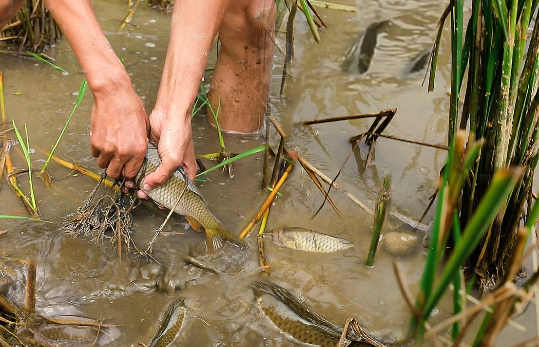稻田養魚的發展概況怎麼樣?經濟效益如何?