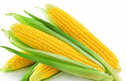 <strong>玉米作為農作物給農民帶來什麼經濟生活保障？</strong>