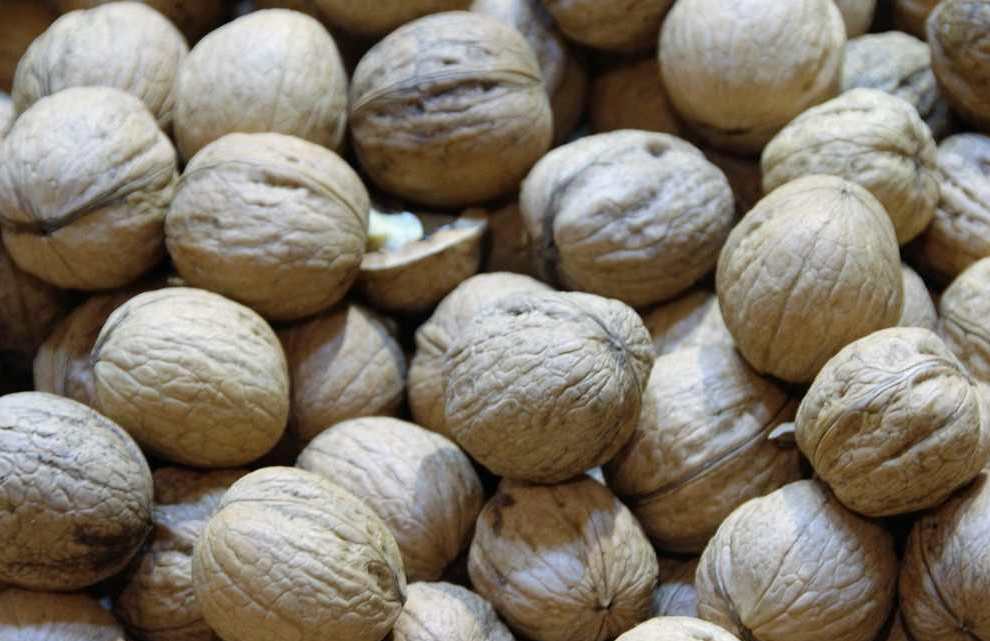 核桃良種的概念和特點指的是什麼?