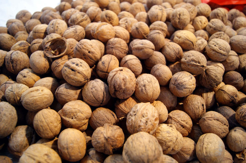 核桃良種的概念和特點指的是什麼?