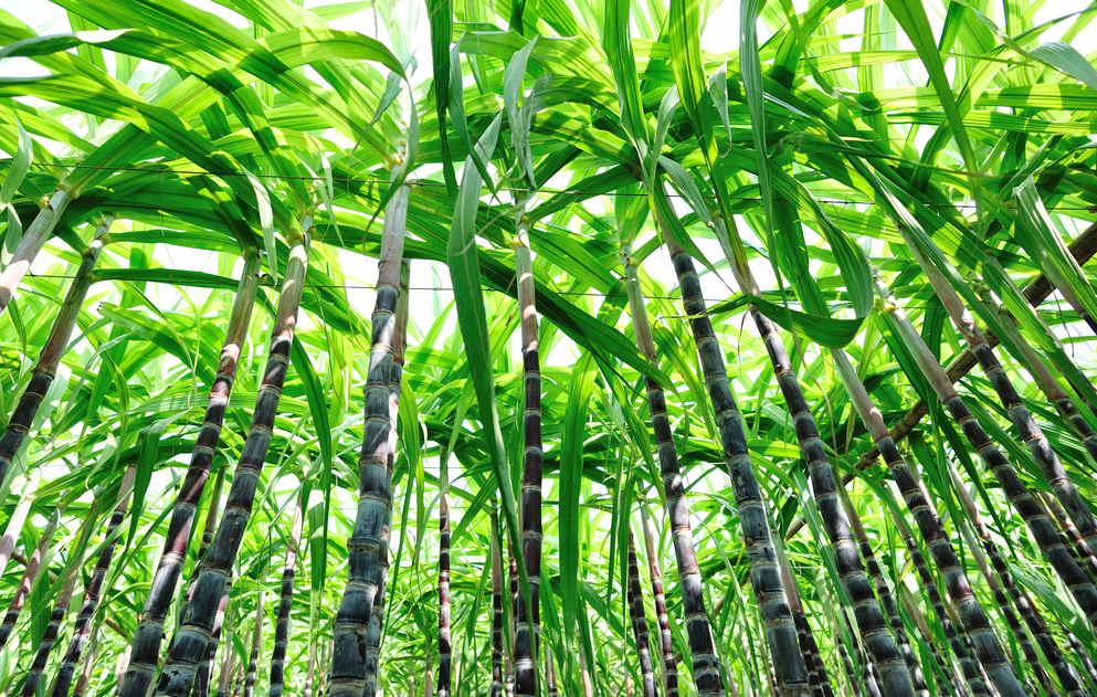 甘蔗種植過程中怕旱還是怕澇?
