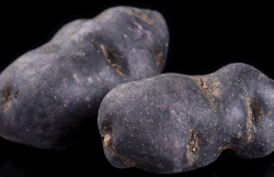 <strong>黑土豆適合種植在哪些地區？有什麼特點？</strong>