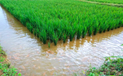 <strong>養魚稻田需要什麼水稻品種和生態環境？</strong>