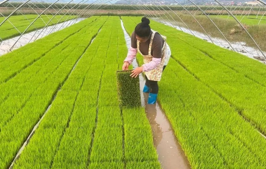 如何種植培養多葉壯秧?