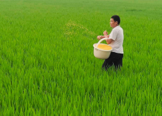 <strong>養魚稻田的水稻應該怎麼施肥？</strong>