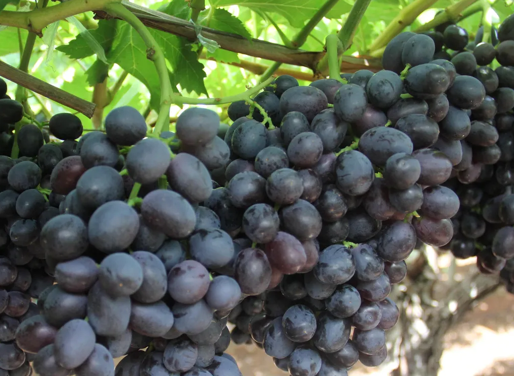 葡萄的高效益品種都有哪些？