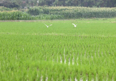 <strong>稻田餌料的生產能力包括哪些因素?</strong>