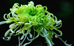 <strong>綠菊一年開幾次花？需要哪些條件？</strong>