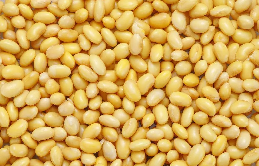 豆科植物為社麼富含蛋白質？