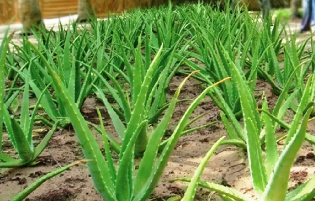 蘆薈種植需要什麼條件?怎麼防病蟲害?