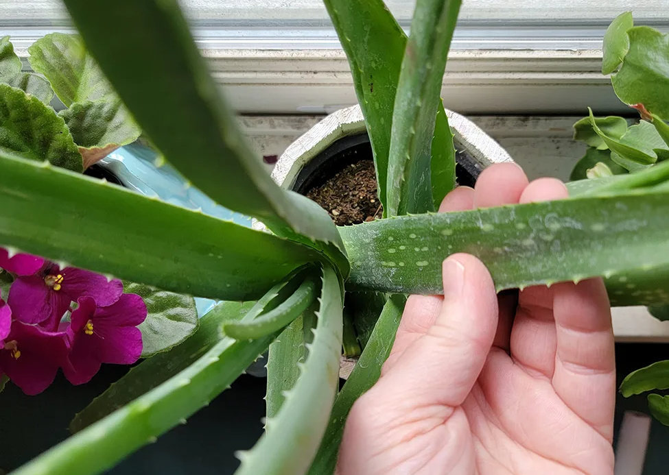蘆薈種植需要什麼條件?怎麼防病蟲害?