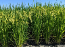 <strong>水稻中幾丁質酶能提升抗蟲效果嗎？</strong>
