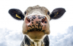 <strong>奶牛圍產期如何飼養?有哪些注意條件？</strong>