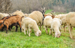 <strong>羊創傷性網胃炎症狀和治療方法有哪些？</strong>