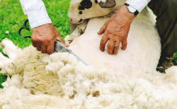 <strong>綿羊脫毛的原因及影響有哪些？</strong>