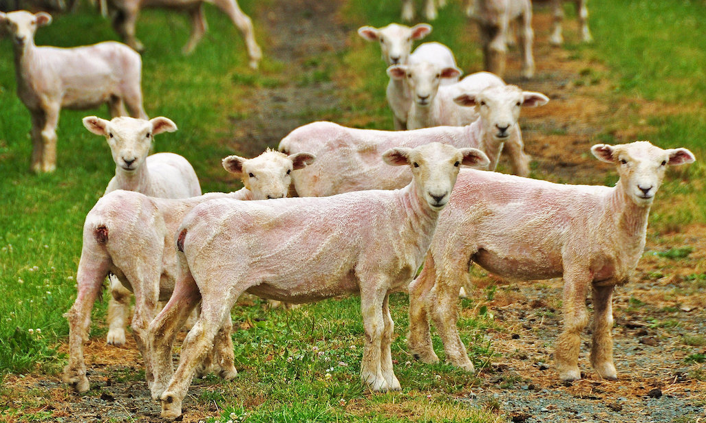 綿羊脫毛的原因及影響有哪些？