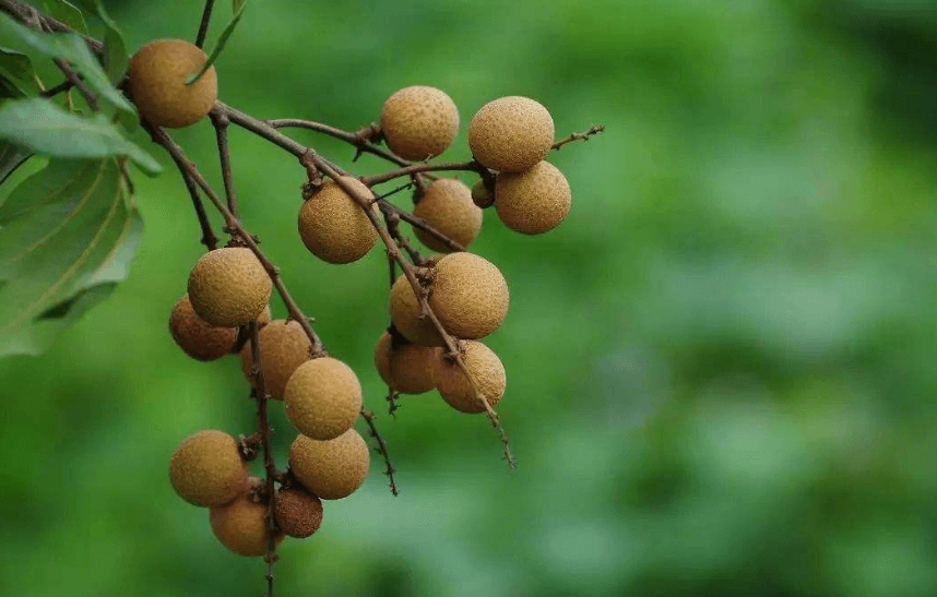 龍眼叢枝病防治方法是什麼樣的?