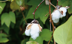 <strong>棉花和什麼作物可以套種？選擇的條件是什麼？</strong>