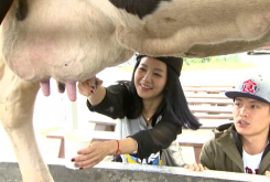 <strong>奶牛擠奶次數對於產奶量有什麼影響嗎？</strong>
