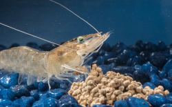 <strong>南美白對蝦放養密度和飼養方法有哪些？</strong>