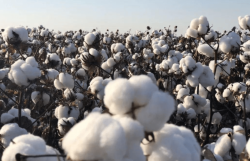 <strong>棉花是植物的什麼部位？棉花的生長周期和病蟲害防治</strong>