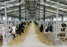 <strong>奶牛養殖的場區規劃要點是什麼？</strong>