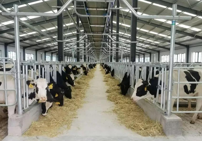 奶牛養殖的場區規劃要點是什麼？