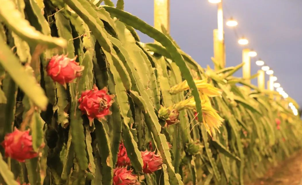 仿太陽夜間催花補光是什麼種植技術?
