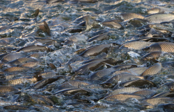 <strong>多種魚類混養模式對魚的本身有什麼影響？</strong>