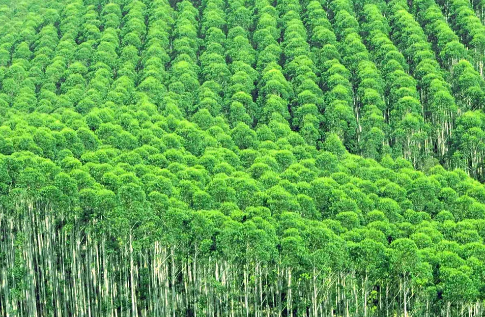 我國林木是怎麼樣進行施肥的 有什麼方法?