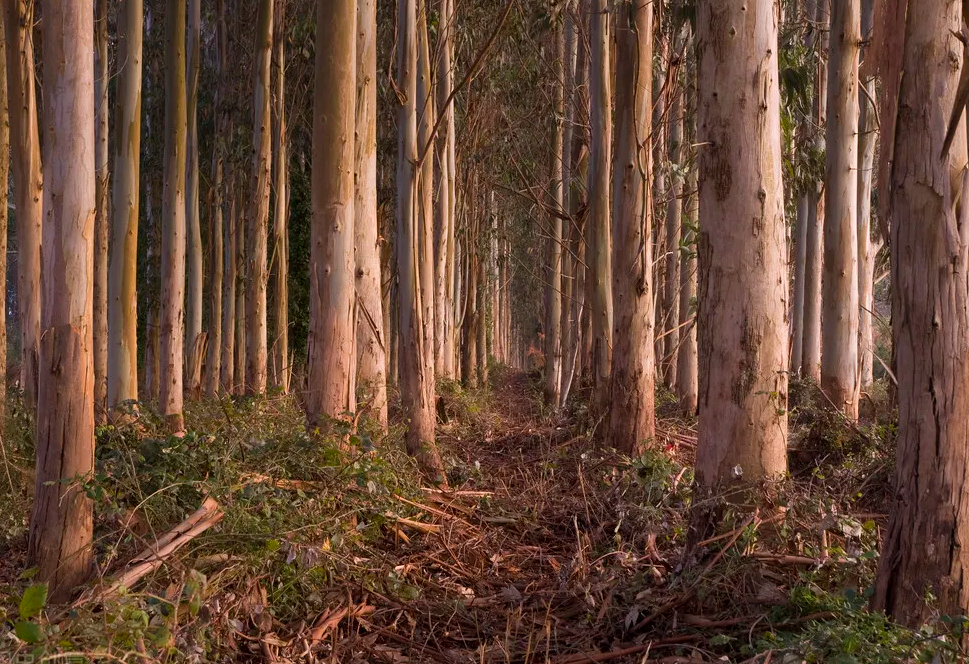 我國林木是怎麼樣進行施肥的 有什麼方法?