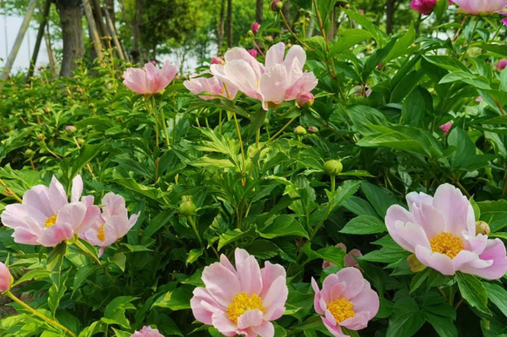 山芍藥如何栽培 它有什麼藥物價值?