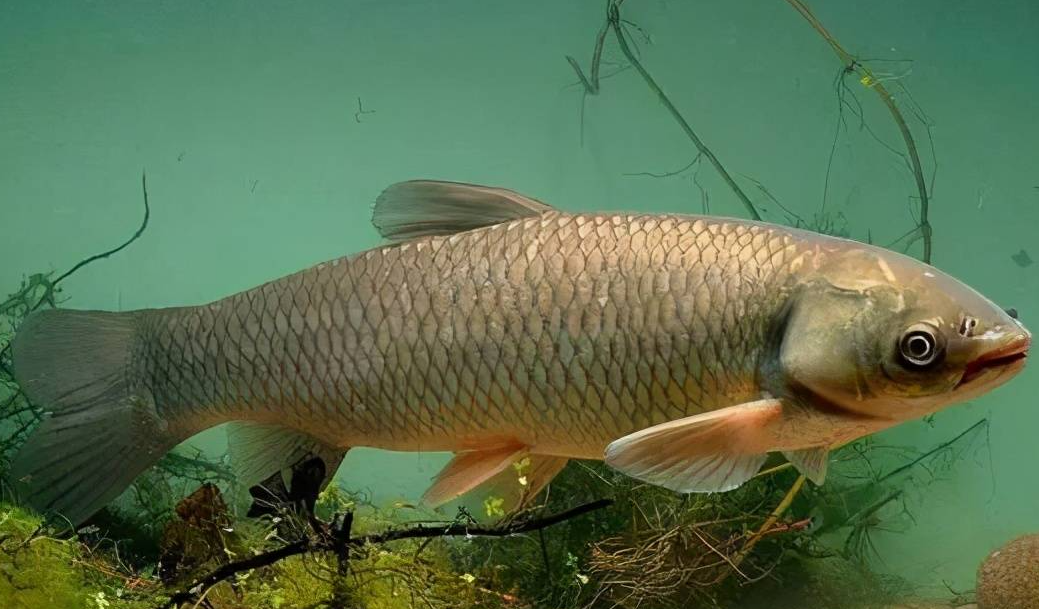 淡水裏的魚類的呼吸特性是什麼?