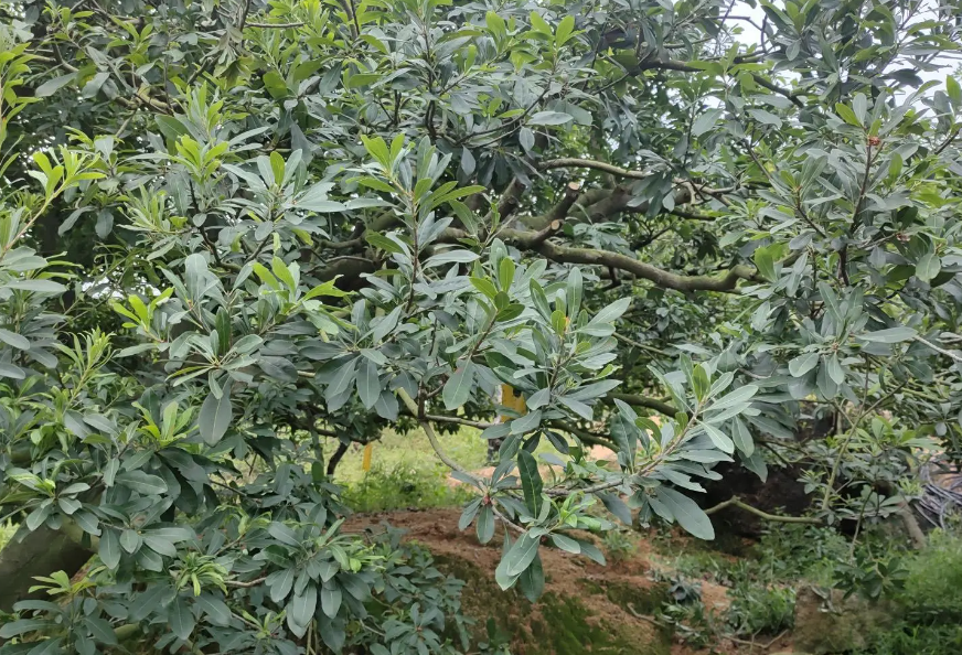 楊梅樹的如何進行修剪整形促進健康生長?