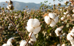 <strong>半配合特性在棉花育種中的應用指的是什麼？</strong>