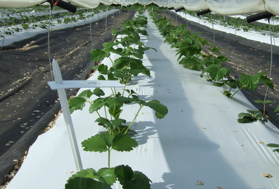 藥製型除草地膜效果如何 使用時需要注意什麼?