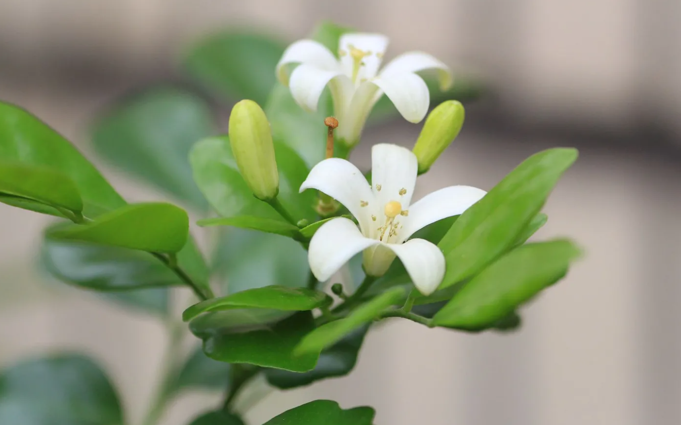 九裏香種下後幾年開花？有哪些種植要求？