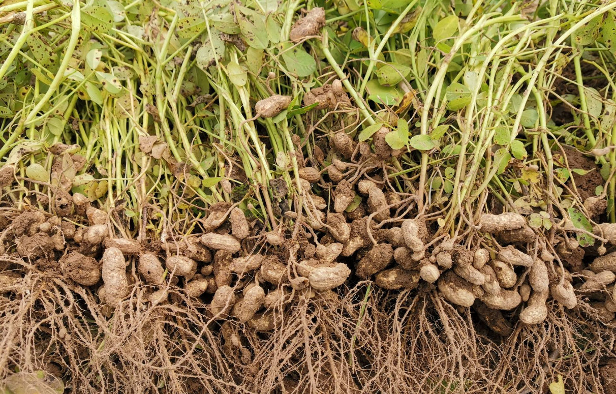 花生播種深度多少為適宜?有哪些要求?