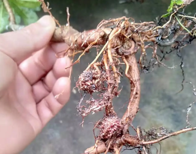 楊梅根腐病是從什麼時候開始發現的?如何防治?