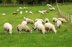 <strong>全國的有機羊肉養殖區都分布在什麼地方？</strong>