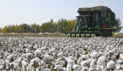 <b>棉花在於中國國民經濟中的地位是在什麼位置？</b>
