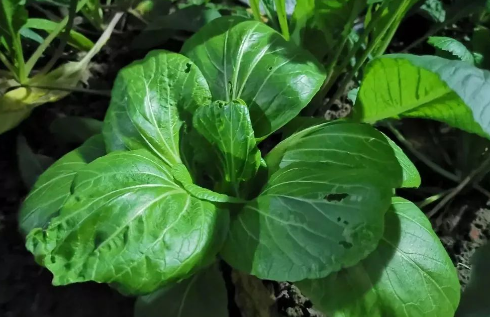 怎樣防治青菜跳甲、青蟲?有哪些辦法?