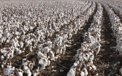 <b>種植棉花需要注意什麼？我國種植棉花的省份都有哪些？</b>