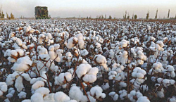 <b>我國棉花業務的經營特點和觀念是什麼？</b>