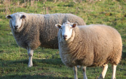 <strong>山羊和綿羊的養殖環境有什麼區別？</strong>