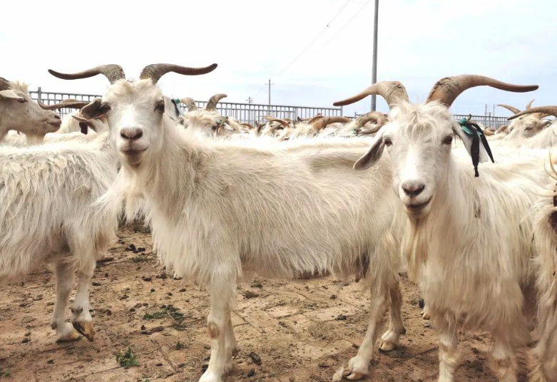 西藏羊是什麼種類？適合在什麼樣的環境下飼養？