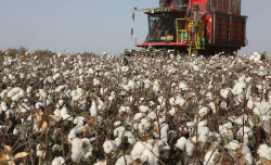 <b>畝產百斤皮棉需要肥料中的多少氮，磷，鉀和水分？</b>